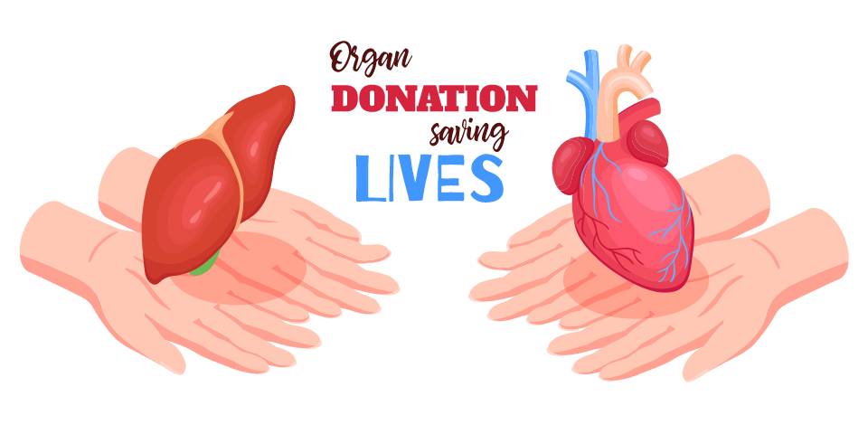 Facts and Myths: Organ Donation