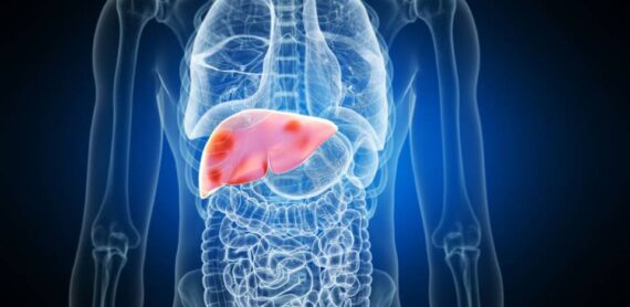 What happens inside the body when the liver grows in size?