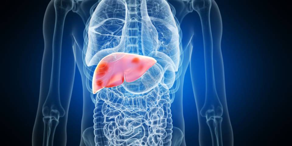 What happens inside the body when the liver grows in size?